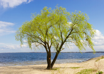 Fototapeta na wymiar Single old willow with young foliage on reservoir sandy shore