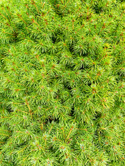 Texture, green background from branches of coniferous trees
