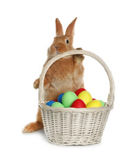 Adorable furry Easter bunny near wicker basket with dyed eggs on white background