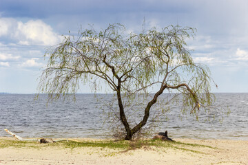 Single old willow on the reservoir shore in springtime