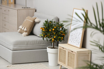Potted kumquat tree on floor in living room. Interior design