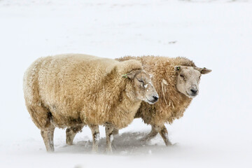 Naklejka premium Sheep standing in a cold white winter landscape with snow in the Netherlands