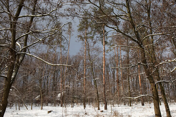 Section of winter forest with old locust trees on foreground