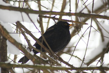 Amselmännchen Nahaufnahme im Gebüsch seitlich