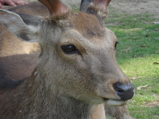 [Japan] Close-up of a deer's face relaxing in Nara Park (Nara)