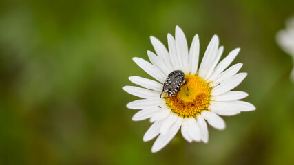 Obraz premium SONY DSC