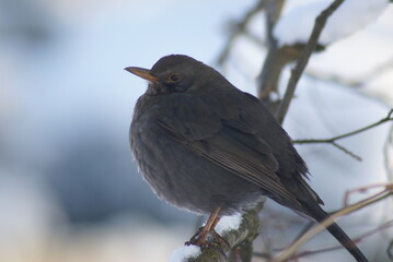 Amselweibchen aufgeplustert im Schnee auf Ast seitlich 2020180 Turdus merula