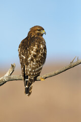 Red-shouldered Hawk, Buteo lineatus