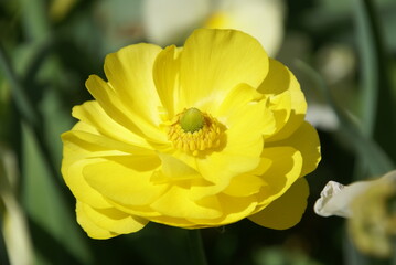 Gelbe Anemone einzelne blüte