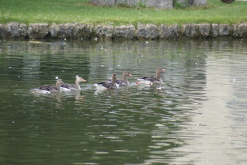Graugansfamilie beim schwimmen im Gänsemarsch