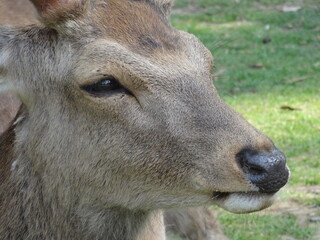 [Japan] Close-up of a deer's face relaxing in Nara Park (Nara)