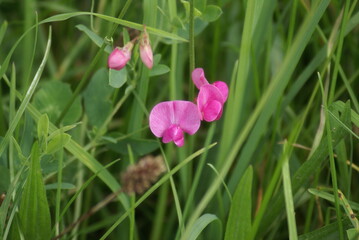 Staudenwicken pink in Wiese