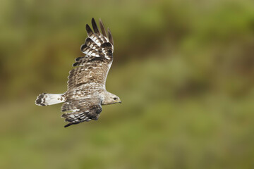 American Rough-legged Hawk, Buteo lagopus kamtchatkensis