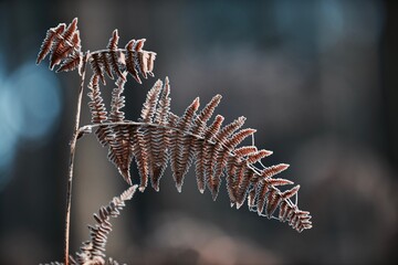 frost on a branch