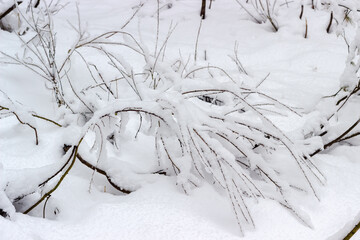 Background of small shrubs covered with fresh snow in forest