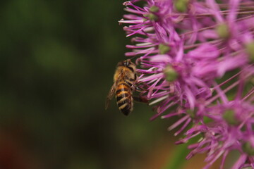 bee on a flower