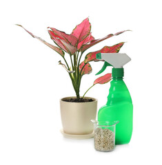 Aglaonema in pot and houseplant fertilizers on white background