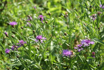 Flockenblumen Wiesenflockenblumen 2020198