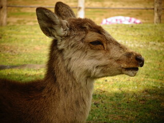 [Japan] Close-up of the profile of a deer relaxing in Nara Park (Nara)