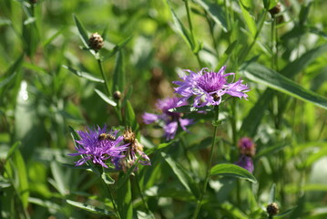 Flockenblumen Wiesenflockenblumen Nahaufnahme mit Bienen 2020199
