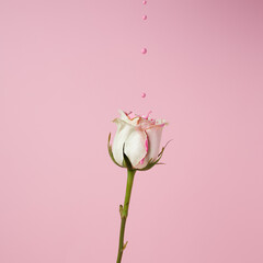 Creative spring layout made of rose flower with dripping pink paint on pastel background. Minimal...