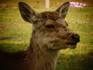 Naklejka na ściany i meble [Japan] Close-up of the profile of a deer relaxing in Nara Park (Nara)