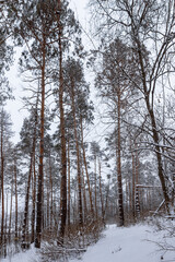 red pines in the snow