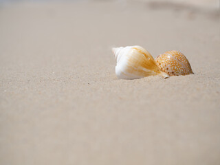 Sea shell on sand beach at coast with blur image of blue sea and blue sky background. ocean pattaya thailand. for travel summer holidays. animal nature outdoor.