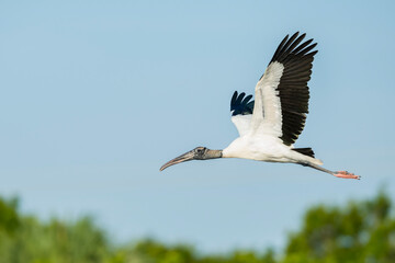 Wood Stork, Mycteria americana