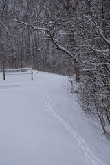 A small dogs trail through deep snow
