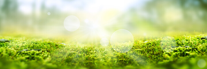 Green moss in a bright forest clearing. Seasonal natur background with bokeh and short depth of...