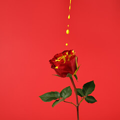 Creative spring layout made of red rose flower with dripping yellow paint on pastel background. Minimal bloom, blossom or floral concept. Summer exotic background with copy space.