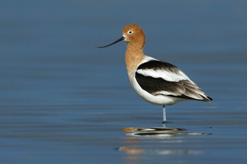 American Avocet, Recurvirostra americana