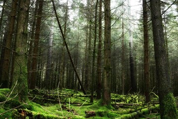 Obraz premium trees in the forest