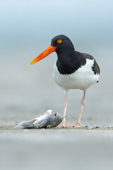 American Oystercatcher, Haematopus palliatus