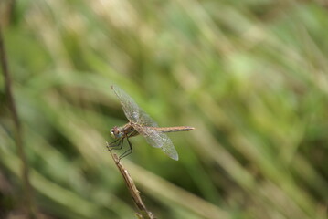 Große Heidelibelle 2020205