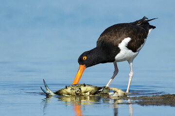 American Oystercatcher, Haematopus palliatus