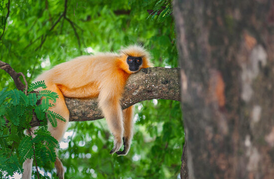 Gee's Golden langur resting on a tree branch, Guwahati, Assam, India.