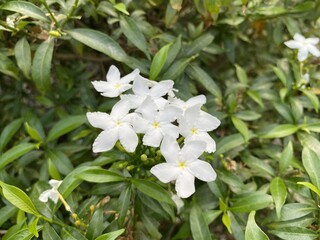 Obraz na płótnie Canvas White inda flower in nature garden