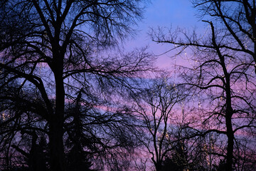 Winter sunset, a beautiful silhouette of bare branches on a pink blue sky. 