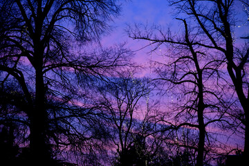Winter sunset, a beautiful silhouette of bare branches on a pink blue sky. 