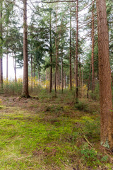 Obraz premium trees in the forest near Hellendroon