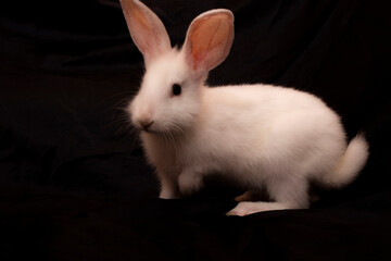 white rabbit on black background
