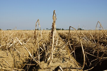 Dried vegetable field in summer under blue sky
