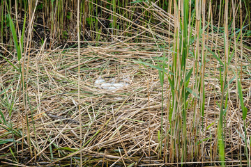 A clutch of mute swan eggs in a nest of reeds.