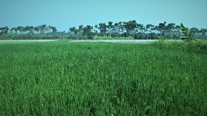 green crop field in nadia dist ,west bengal