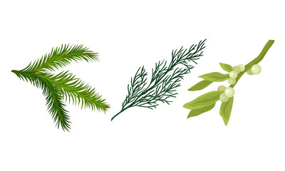 Green Pine or Fir Tree Evergreen Branch with Needle Leaves and Mistletoe Vector Set