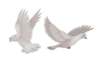 Grey Domestic Pigeon or Dove as Feathered Bird Vector Set