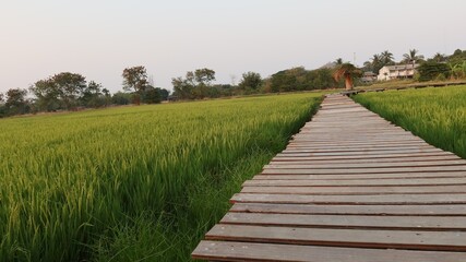 Fototapeta na wymiar wooden bridge in the field
