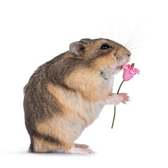 Cute brown dwarf hamster, standing side ways holding fake pink flower in paws. Isolated on a white background.
